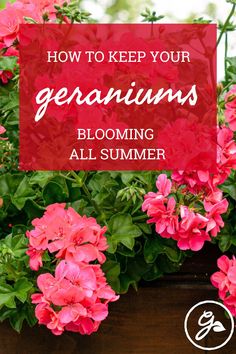 pink flowers with text overlay how to keep your geraniums blooming all summer