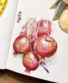 an open book with some colored pencils on top of it and a drawing of pomegranates