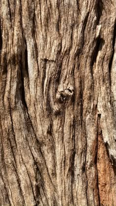 the bark of an old tree is brown