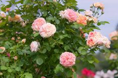 pink and white flowers blooming in a garden