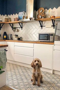 a dog sitting in the middle of a kitchen