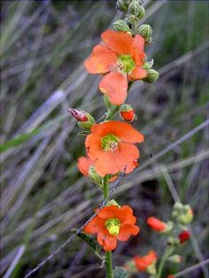 an orange flower is growing in the grass