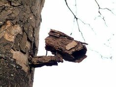 a tree that has been cut down with some wood on the bark and branches still attached to it