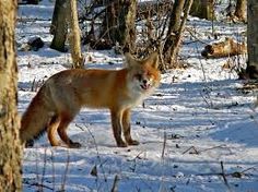 a fox standing in the snow near some trees