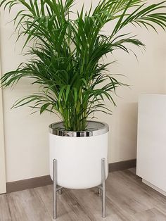 a potted plant sitting on top of a wooden floor