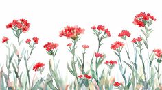 watercolor painting of red flowers in the grass on a white background with space for text