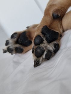 Dog Paws Look Like Koalas Paw Aesthetic, Pet Spa, Animal House, Dog Paws, Dog Walking, Book Aesthetic, Pet Shop, Dog Owners