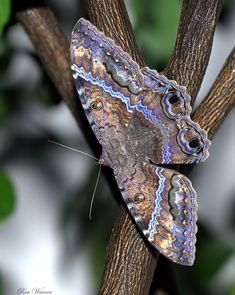 a butterfly sitting on top of a tree branch