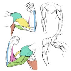 the arm and shoulder muscles are shown in three different positions, each with one arm extended