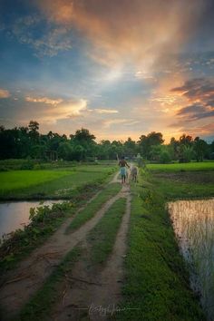 two people riding horses down a dirt road next to a body of water at sunset