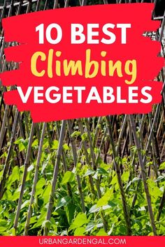 Climbing vegetable plants Climbing Vegetable Plants, Tomato Plant Trellis, Outdoor Trellis Ideas, Plants Trellis, Panel Trellis, Vegetable Trellis, Vegtable Garden, Fenced Vegetable Garden, Vertical Vegetable Gardens