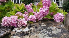 pink flowers growing out of the rocks in front of a house