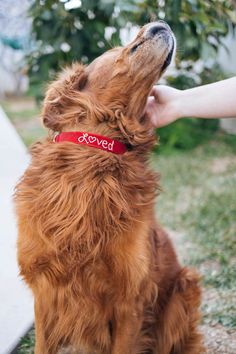 a brown dog sitting on top of a field next to a person's hand