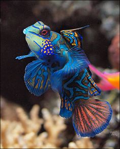 a blue and yellow fish in an aquarium