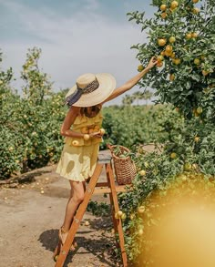 a woman in a straw hat picking fruit from an orange tree on a sunny day