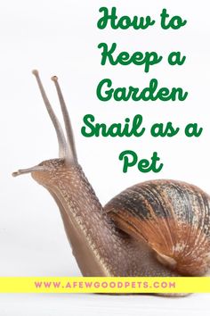 a snail with the words how to keep a garden snail as a pet on it