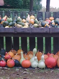 many different types of pumpkins and gourds on display in a fenced area