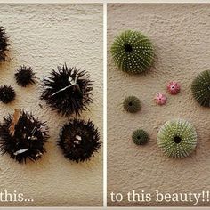 two pictures with different types of plants on the wall and one has flowers in it