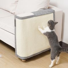 a gray and white cat playing with a couch