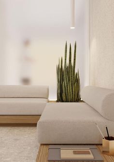 a living room filled with furniture and a large cactus in the corner next to it