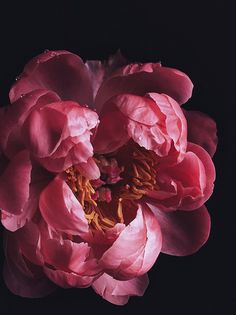 a large pink flower on a black background