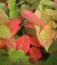 red and green leaves are in the foreground