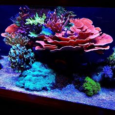 an aquarium filled with lots of different types of corals