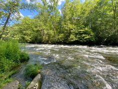 a river running through a lush green forest