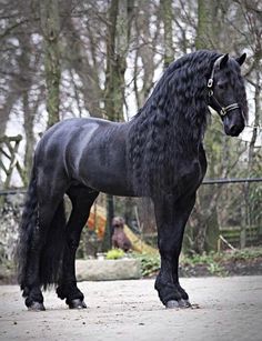 a large black horse standing on top of a dirt ground next to trees and bushes