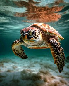 a green turtle swimming in the ocean