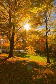 the sun shines brightly through autumn trees