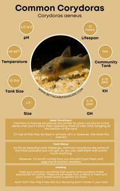 the common cobydras info sheet with information about their different types and colors