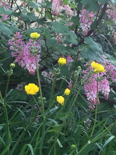 yellow and pink flowers are in the grass