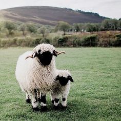 two sheep standing on top of a lush green field next to a hill in the distance