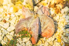 a plant that is growing out of some rocks on the ground with other plants around it