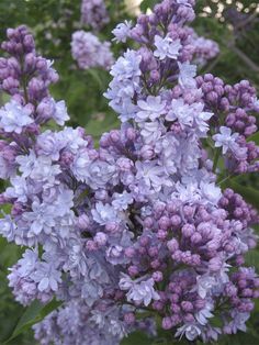 purple flowers are blooming in the garden