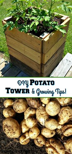 a wooden box filled with lots of potatoes next to a pile of dirt and grass