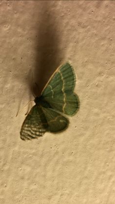 a green and white butterfly sitting on top of a piece of paper with the shadow of it's wing