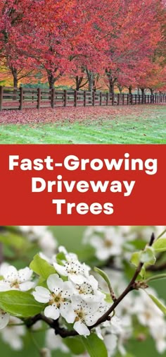 the words fast growing driveway trees are in red and white with green leaves on them