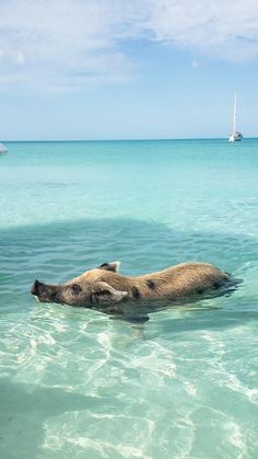 an animal is swimming in the clear blue water