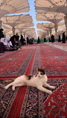 a cat laying on top of a red rug under umbrellas in an open area