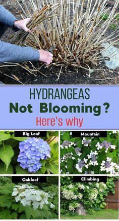 hydrangeas are not blooming here's why? click to see them in this post