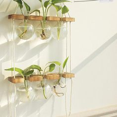 several glass vases with plants in them hanging on a wall above a window sill