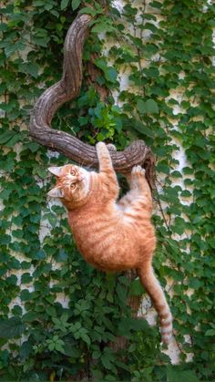 an orange and white cat climbing up the side of a tree with vines on it