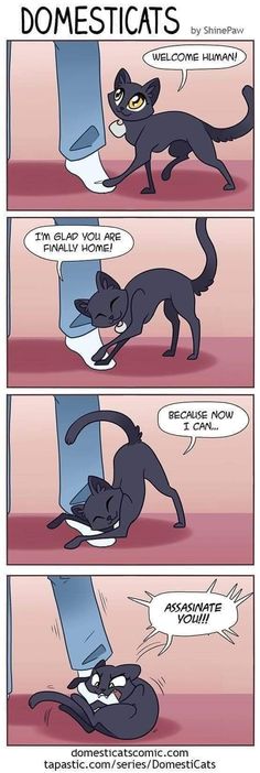 a comic strip with an image of a black cat