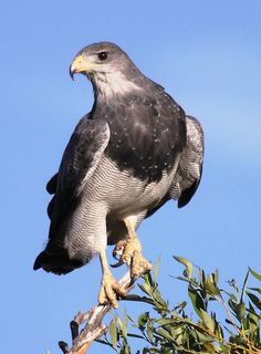 a bird perched on top of a tree branch with its wings spread out and it's head turned to the side