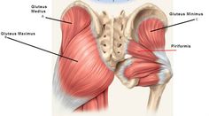 the muscles are shown in this diagram, and there is no image on it to describe