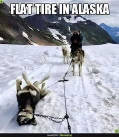 two dogs pulling a man on a sled in the snow with caption that reads, flat tire in alaska