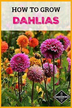 flowers with the words how to grow dahlas on it in front of an orange frame