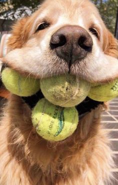 a dog with tennis balls in its mouth